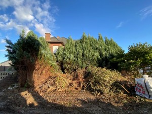 Mise à blanc complète d'un jardin avant conception phase 1 de 6